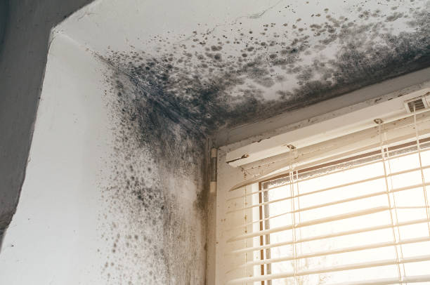 Affordable Mold Removal solutions in Fairfax, MN
